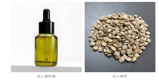 展商推薦 | 不加一滴水！美墨仙人掌亮相9月F2C中食展?(廣州)，餐飲/飲品一站式對(duì)接
